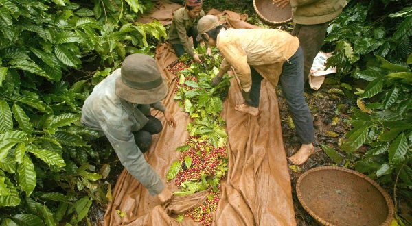 Baumwolltuch am Boden auf dem Pflanzen liegen die von vier Arbeitern sortiert werden