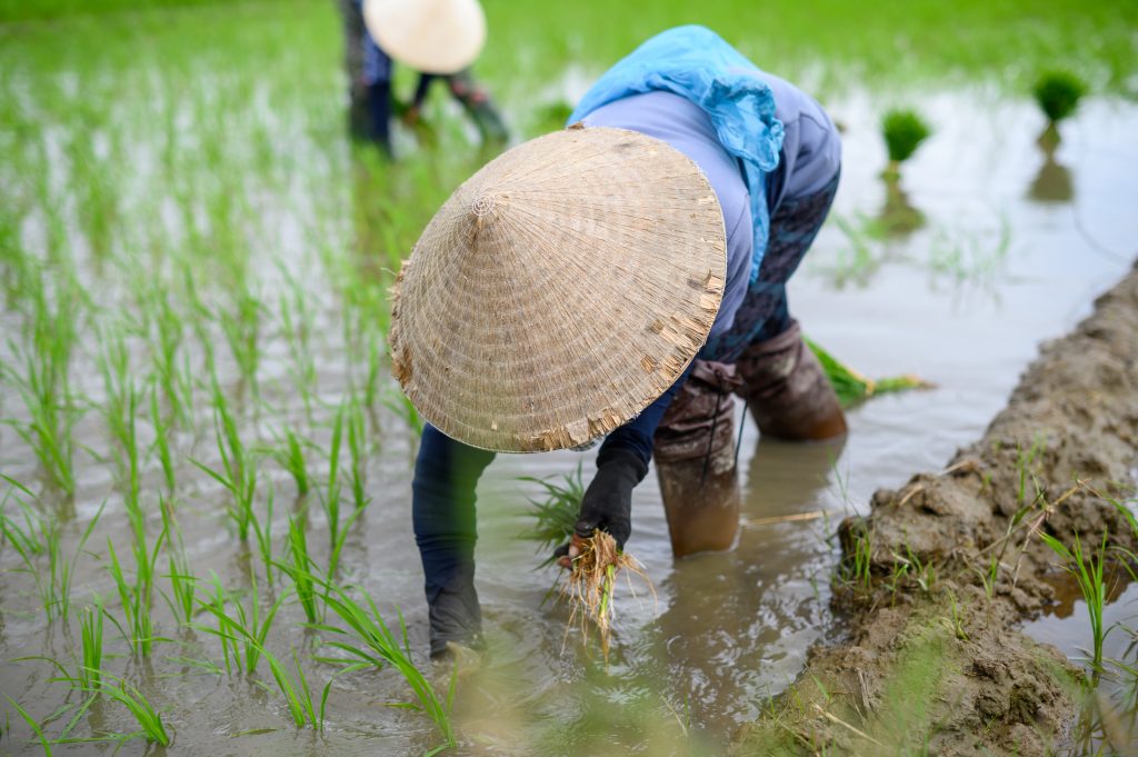 Farmer gräbt in Wasser