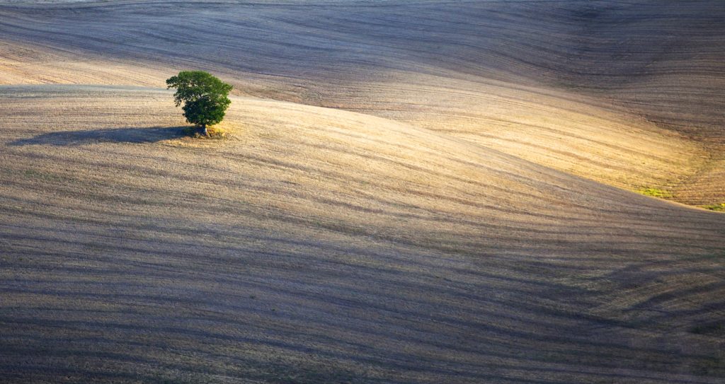 gemähte Felder auf denen ein Baum steht